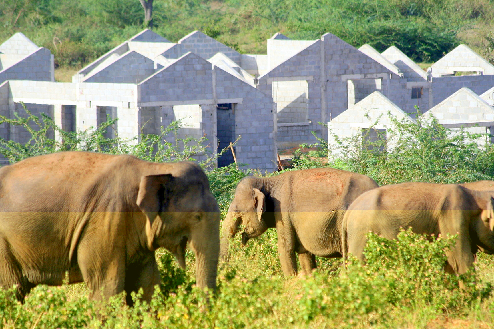 Elephant reserve. Хамбантота. Хамбантота аэропорт Шри Ланка. Белый слон резерв.